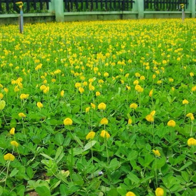 Hạt Giống Cỏ Lạc Dại  - Cỏ Đậu Phỗng Trồng Làm Cảnh
