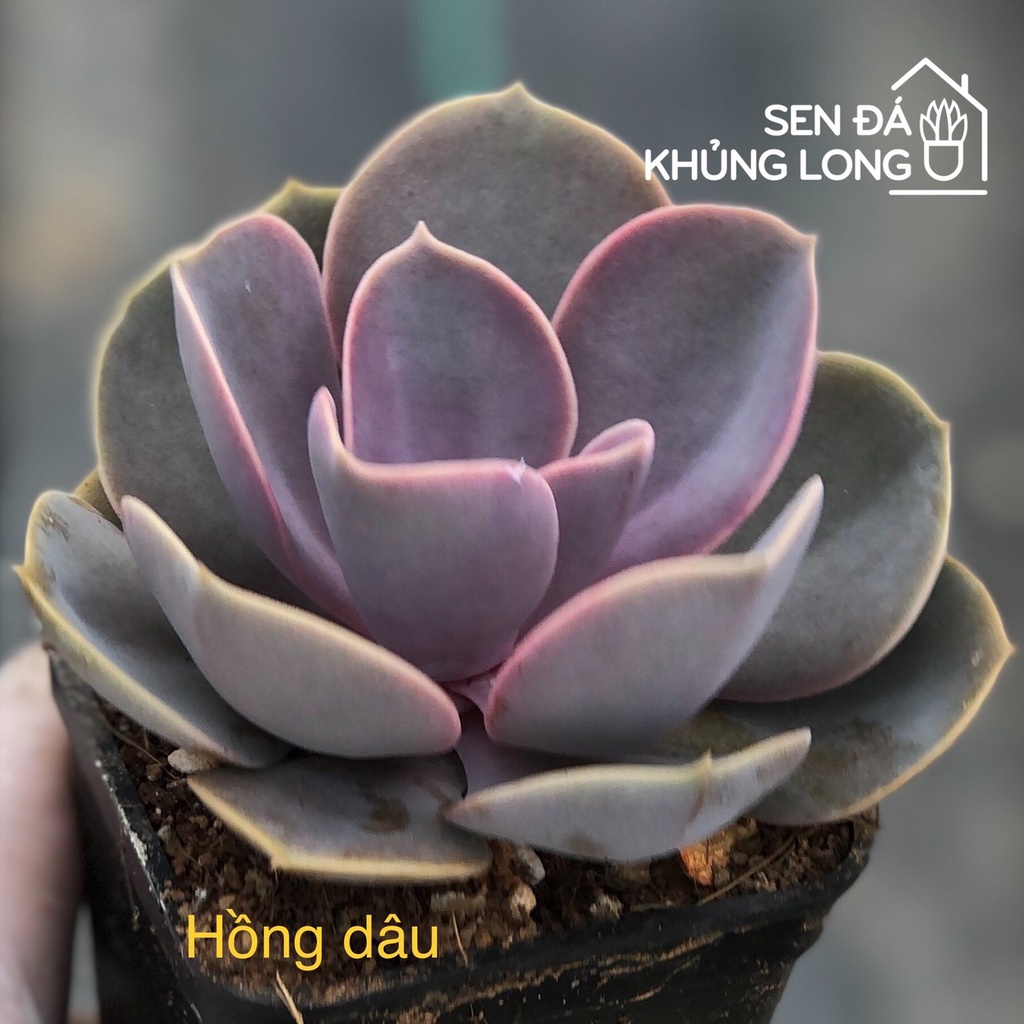 sen đá Hồng Dâu - echeveria purple