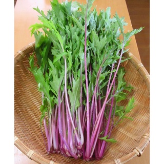 Vườn thảo mộc Bello Hạt giống cải Mizuna Màu tím nhật bản 50h