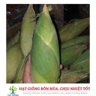 Hạt giống bắp nếp nù 50g (bắp nù sữa, ngô nếp nù, ăn có vị thơm, dẻo đặc trưng)