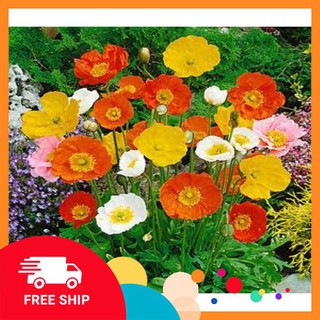 Hạt giống hoa kim anh hoa poppy nhiều màu100 hạt