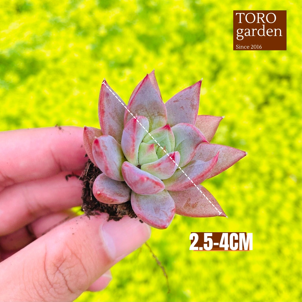 Sen đá mận tím Đà Lạt size mini cây cảnh trang trí nhà cửa Toro garden