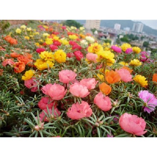 1000 hạt Mười Giờ kép mix màu