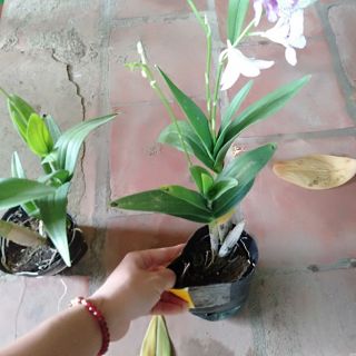 Hoa phong lan chớp enino