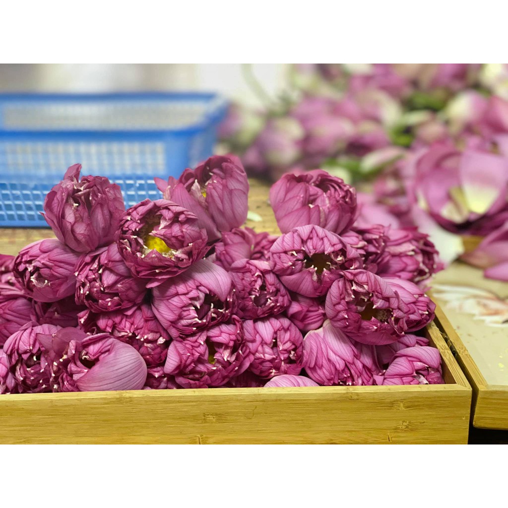 TRÀ SEN TƯƠI ĐẶC BIỆT - LOẠI CHUẨN - NGON