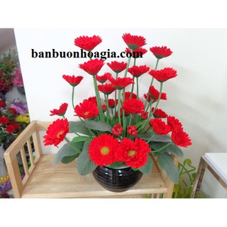 Cụm hoa đồng tiền!