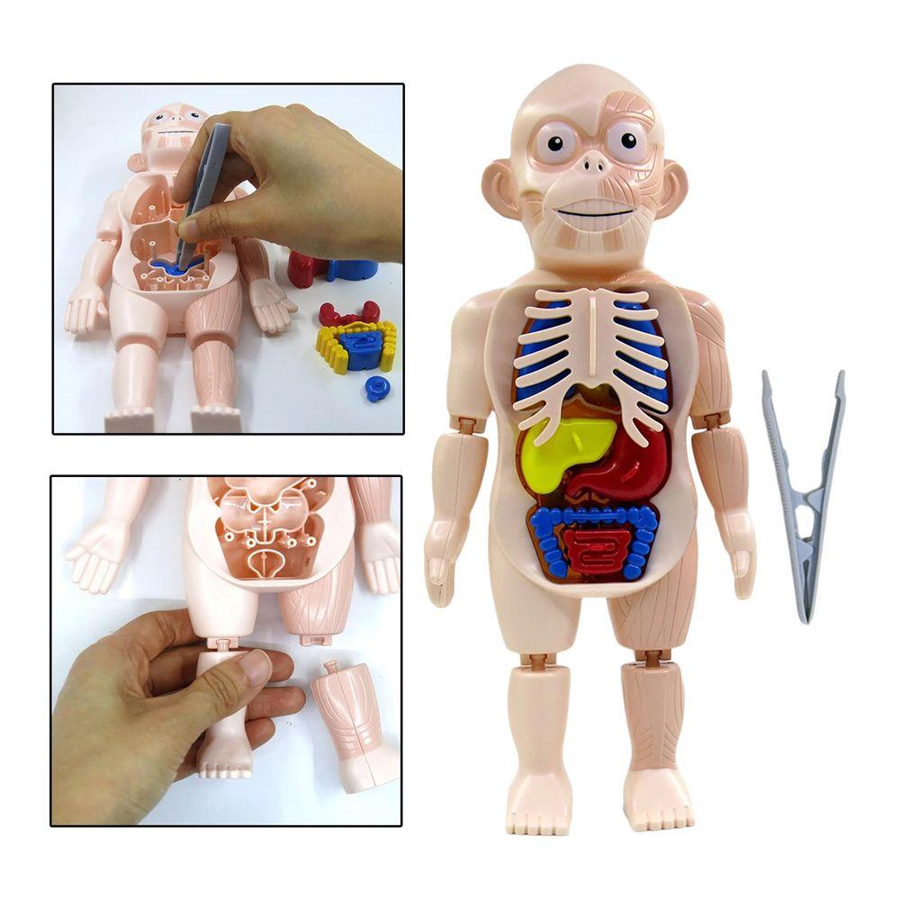 Đồ chơi trẻ em Lắp Ráp Mô Hình Cơ Thể Người 3D Cho Bé