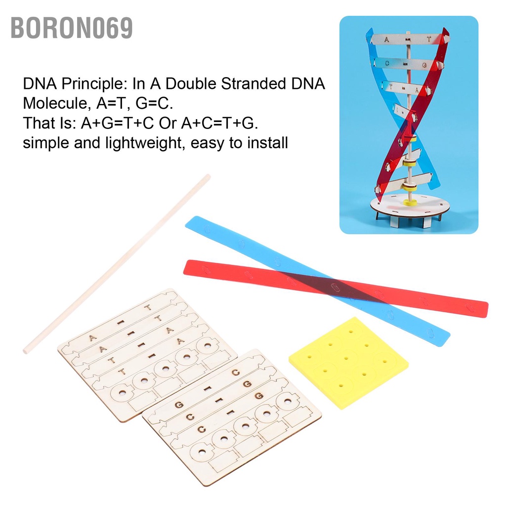 Boron069 Mô hình DNA bằng gỗ Tốt cho sức khỏe Giúp học dễ dàng lắp đặt xoắn ốc đôi tự làm 6 tuổi trở lên