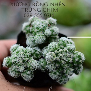 XƯƠNG RỒNG NHỆN - TRỨNG CHIM - cây để bàn mini