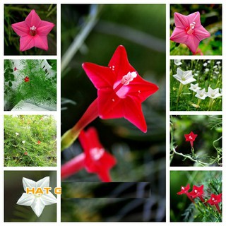 Combo 2 Hạt Giống Hoa Tóc Tiên Mix ( 2 gói 10 hạt )