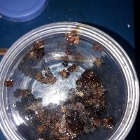 130 g nhựa đào