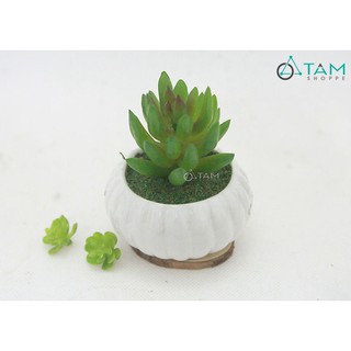 Chậu sen đá giả để bàn số 85