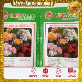 Hạt Giống Hoa Hông Tỉ Muội(20 hạt)