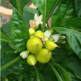 HẠT GIỐNG ỚT NGŨ SẮC TRÁI ĐÀO TIÊN ( 30 hạt ) [shop uy tín]