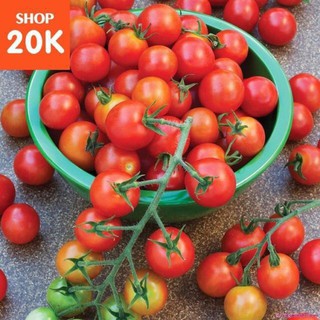 Gói 20 HẠT GIỐNG CÀ CHUA BI ĐỎ LÙ