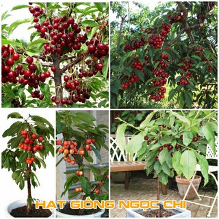 Hạt Giống Quả Anh Đào (Cherry) - 10 Hạt