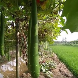 Set 2 Túi Hạt Giống Bầu Sao dài. Mỗi Túi 10 Hạt Chất Lượng Cao
