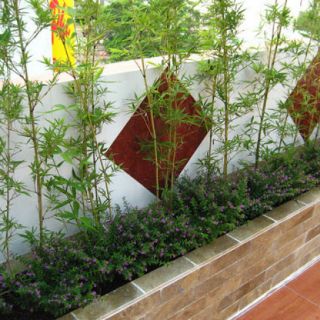 Cây 🌲 Trúc Quân Tử  bụi 3 cây ( 1m6 )