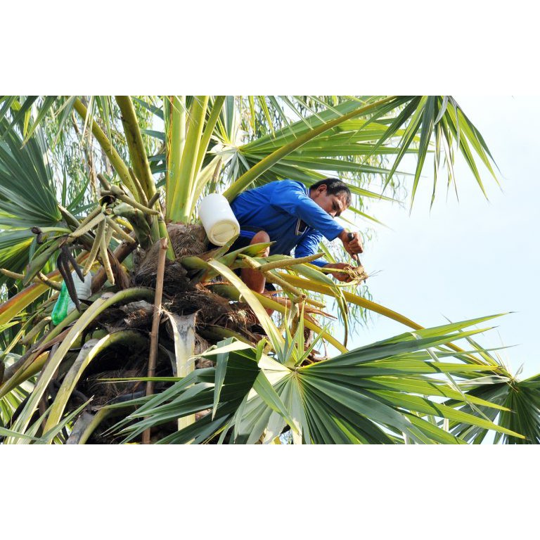 COMBO 2kg ĐƯỜNG THỐT NỐT TÂN DƯƠNG - gói 1kg