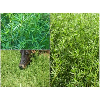 Gói 100GR hạt giống Cỏ Đậu STYLO