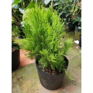 Trắc Bách Diệp (Cây thuộc bài)