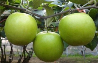 Giống cây táo Thái Lan (2 cây)