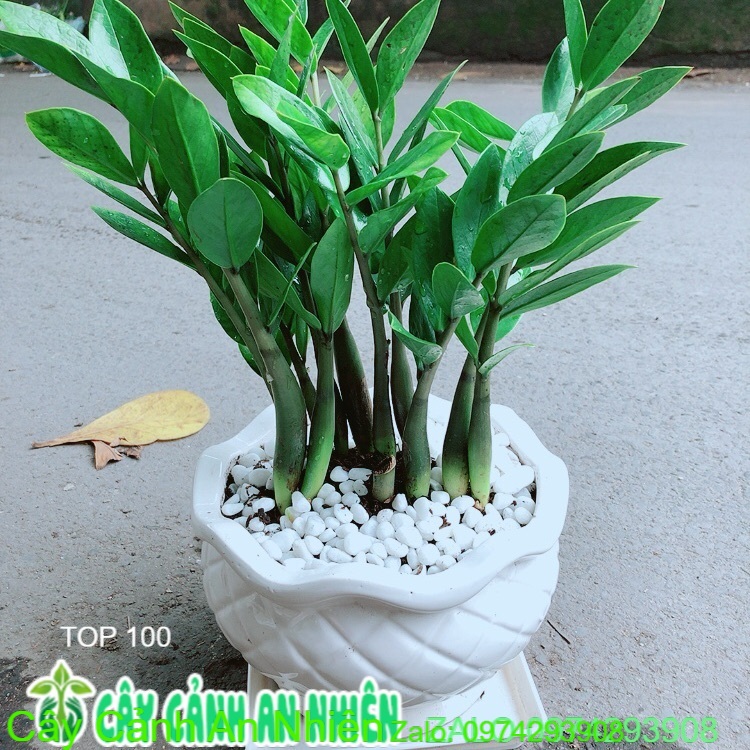 Chậu Cây Kim Tiền