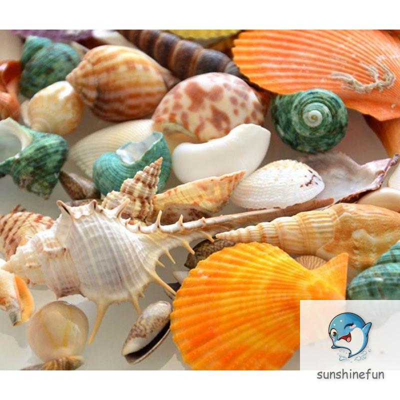 100G Vỏ Sò / Ốc Biển Trang Trí Bể Cá
