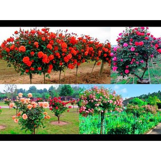 Hạt giống Hoa Hồng thân gỗ 20 hat - Rau củ quả trồng tại vườn, sân thượng, nông trang, ban công