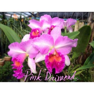 Lan Cattleya Pink hoa như hình