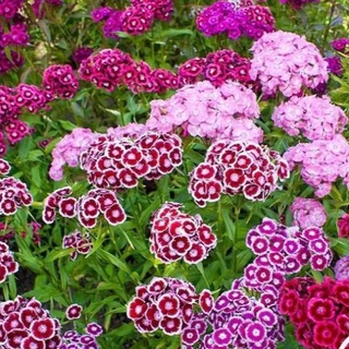 Hạt giống hoa cúc indo 100 hạt