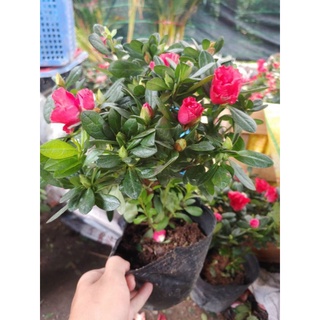 Hoa đỗ quyên ĐỦ MÀU