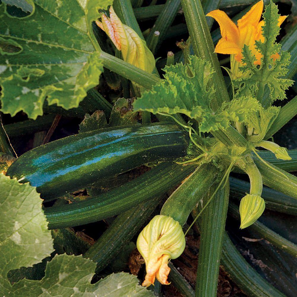 [Bán sỉ] - Hạt giống bí ngồi xanh