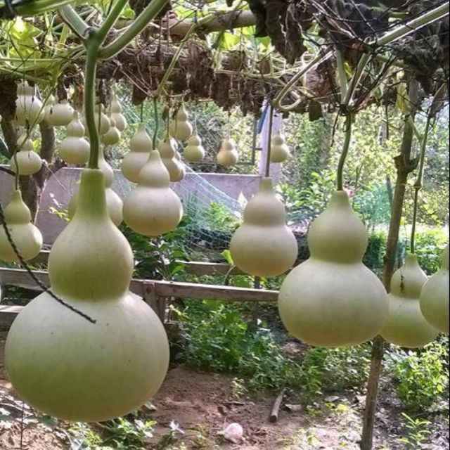 10 Hạt giống Bầu Hồ lô