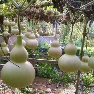 10 Hạt giống Bầu Hồ lô
