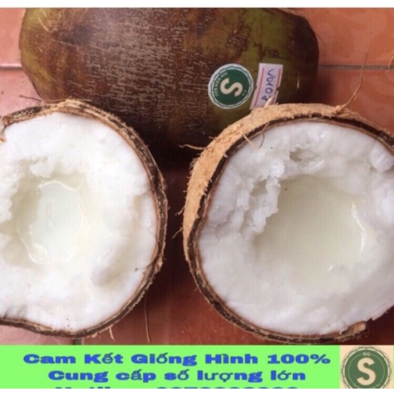 Dừa sáp đặc biệt