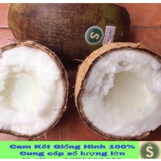 Dừa sáp đặc biệt