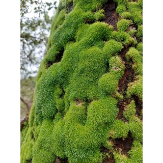 Hộp rêu cỏ dùng làm tiểu cảnh terrarium làm tường rêu