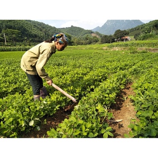 HẠT GIỐNG ĐẬU PHỘNG ĐEN  - 1 Gói
