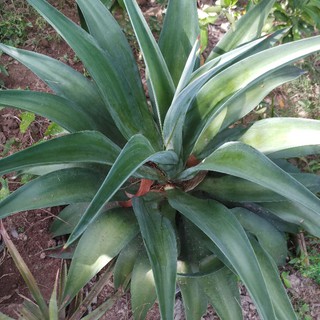 Cây dứa xanh nam mỹ