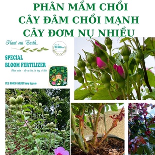 phân mầm chồi