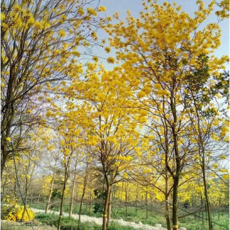 CÂY PHONG LINH VÀNG GIỐNG