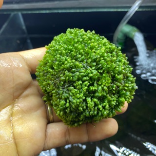 Đá minifiss, đá fiss