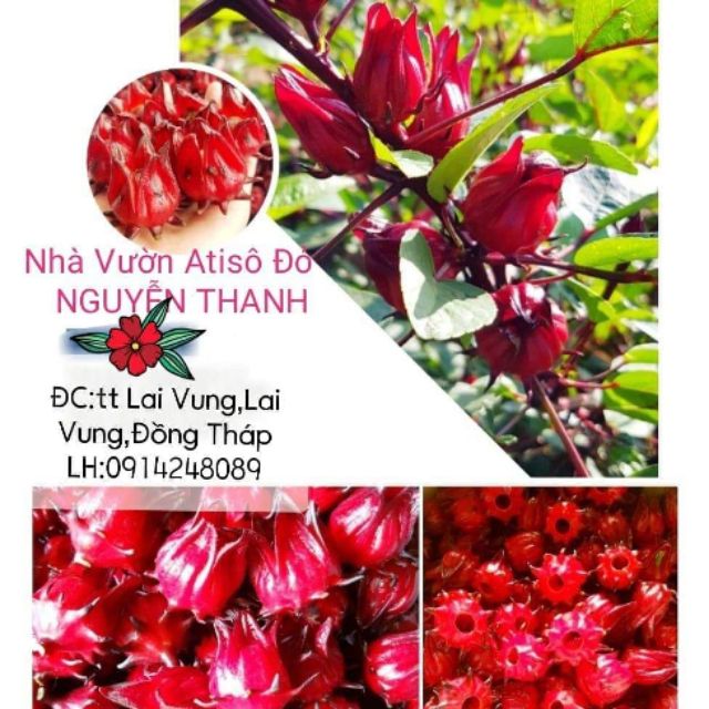 Hoa Tươi Atiso đỏ