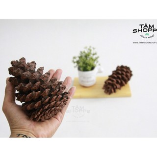 Combo 2 Quả thông dầu trang trí lớn TAN