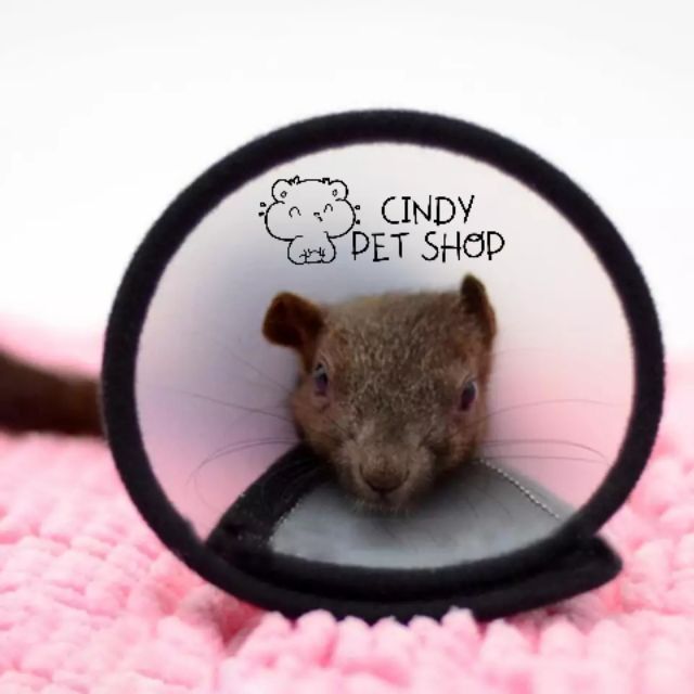 Vòng/Rọ đeo cổ full size cho Bọ, Sóc Bắc Mỹ, Sóc Bông, Chó, Mèo, Thỏ...