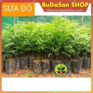 Combo 10 cây sưa đỏ -ông trùm cây giống f1