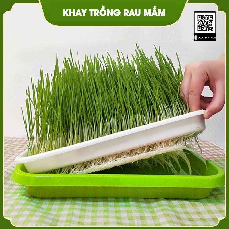 Bộ Kệ khay trồng rau mầm thủy canh 4 tầng 4 khay