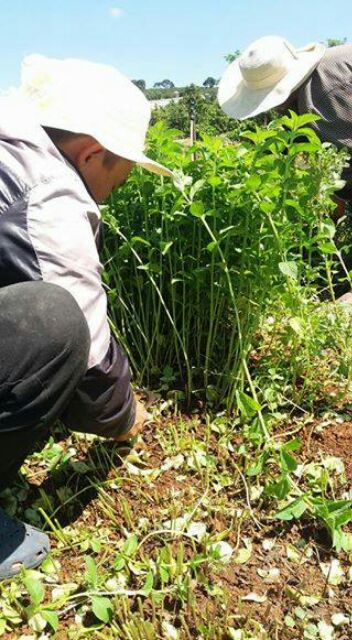 Dầu Chống Say Tàu Xe Nguyên Chất giúp tinh thần thoải mái, chống mệt mỏi, buồn nôn, chống say tàu xe, freeship NuCare