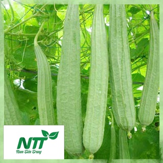 Hạt Giống Mướp Hương - Mướp khía